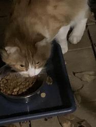 Reunited Unknown Cat last seen Jaycar, Ferntree Gully, VIC 3156