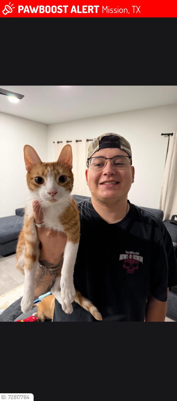 Lost Male Cat last seen Shary rd, Mission, TX 78573