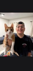 Lost Male Cat last seen Shary rd, Mission, TX 78573