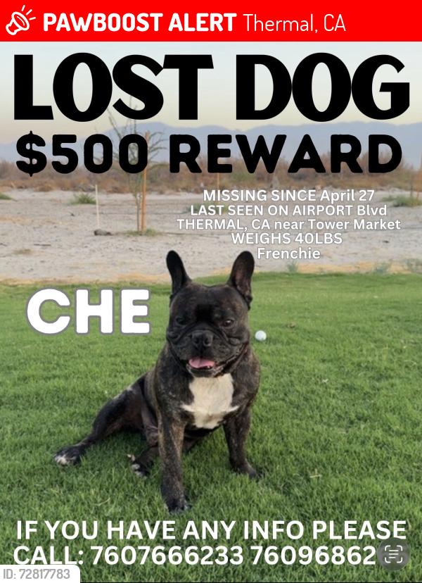 Lost Male Dog last seen Gfruit Blvd x Airport Blvd, Thermal, CA 92274