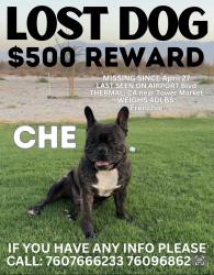 Lost Male Dog last seen Gfruit Blvd x Airport Blvd, Thermal, CA 92274