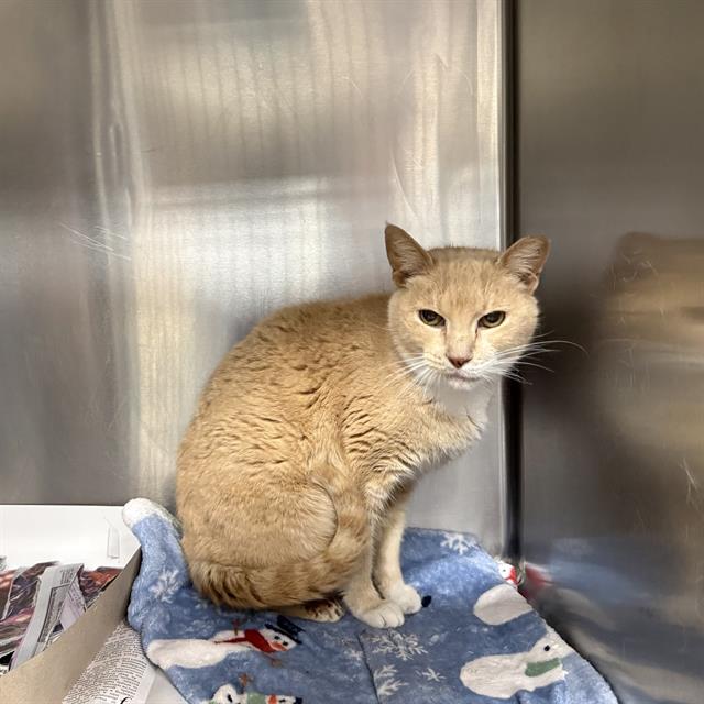Shelter Stray Female Cat last seen Near BLOCK US HWY 90 W, San Antonio, TX 78227
