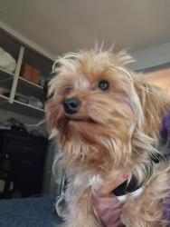 Lost Male Dog last seen East 7th St. Pemberton Lane, Lexington, KY 40502
