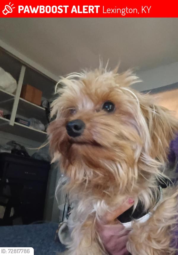 Lost Male Dog last seen East 7th St. Pemberton Lane, Lexington, KY 40502