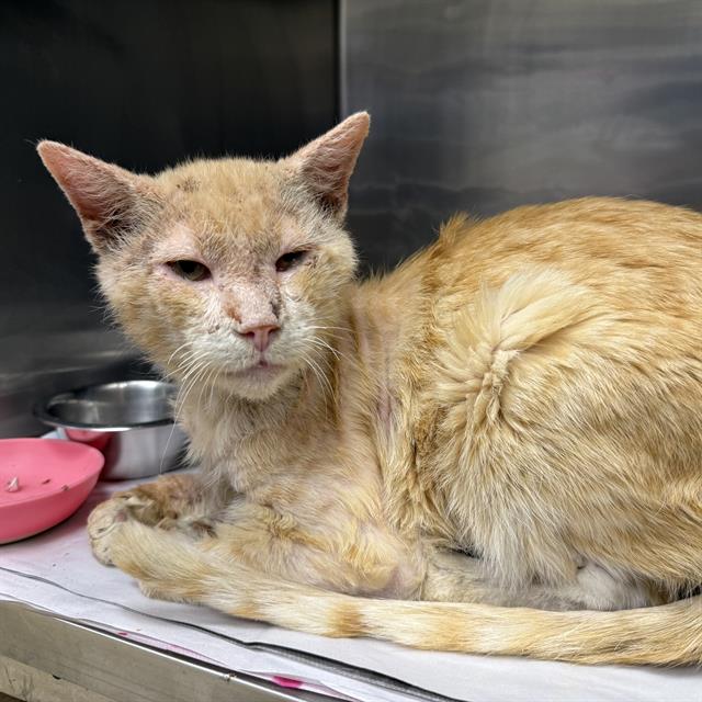 Shelter Stray Male Cat last seen Near BLOCK COOPER, San Antonio, TX 78227