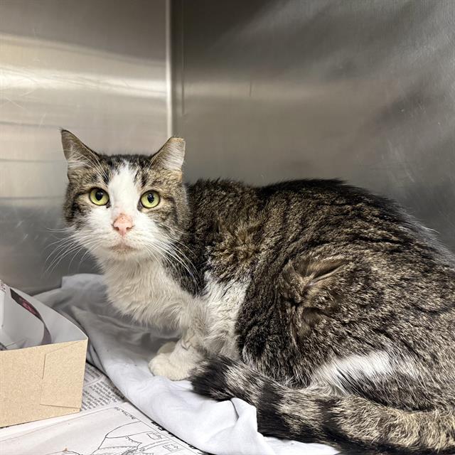 Shelter Stray Female Cat last seen DAISY RUN, San Antonio, TX 78227