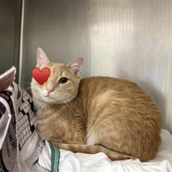Shelter Stray Male Cat last seen BARREL RUN, 78247, San Antonio, TX 78227