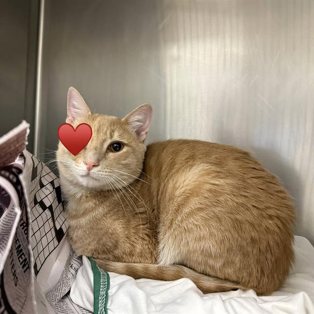 Shelter Stray Male Cat last seen BARREL RUN, 78247, San Antonio, TX 78227
