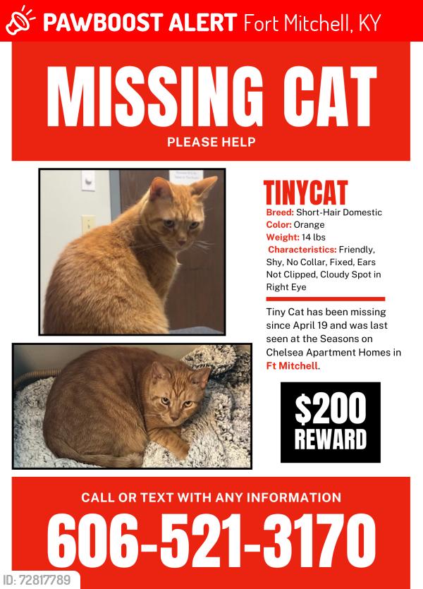 Lost Male Cat last seen Seasons on Chelsea apmts, Fort Mitchell, KY 41017