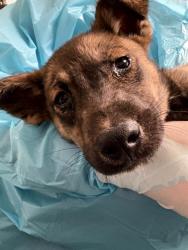 Shelter Stray Male Dog last seen Near BLOCK PANORAMA DR, BAKERSFIELD CA 93306, Bakersfield, CA 93308