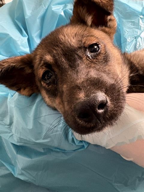 Shelter Stray Male Dog last seen Near BLOCK PANORAMA DR, BAKERSFIELD CA 93306, Bakersfield, CA 93308