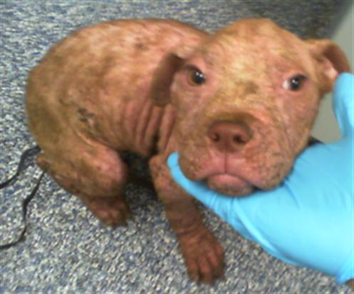 Shelter Stray Female Dog last seen CHARLOTTE, Charlotte, NC 28217