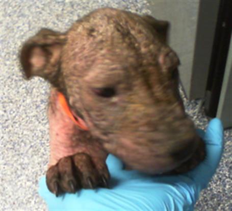Shelter Stray Female Dog last seen CHARLOTTE, Charlotte, NC 28217