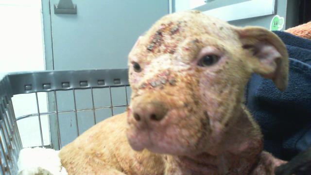 Shelter Stray Female Dog last seen CHARLOTTE, Charlotte, NC 28217