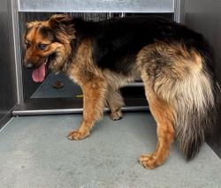 Shelter Stray Male Dog last seen , Irwindale, CA 91706