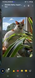 Lost Female Cat last seen 10th St NE and Canterbury , Buffalo, MN 55313