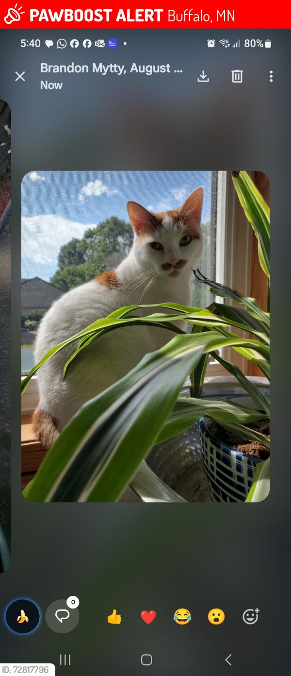 Lost Female Cat last seen 10th St NE and Canterbury , Buffalo, MN 55313