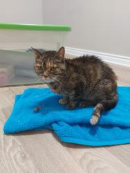 Found/Stray Female Cat last seen Terragar blvd and redpath circle, Mississauga, ON L5N
