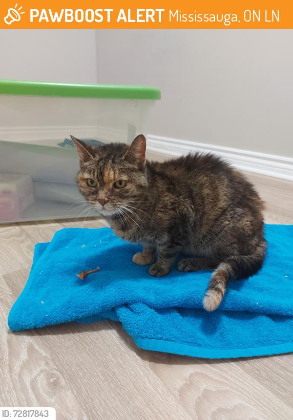 Found/Stray Female Cat last seen Terragar blvd and redpath circle, Mississauga, ON L5N