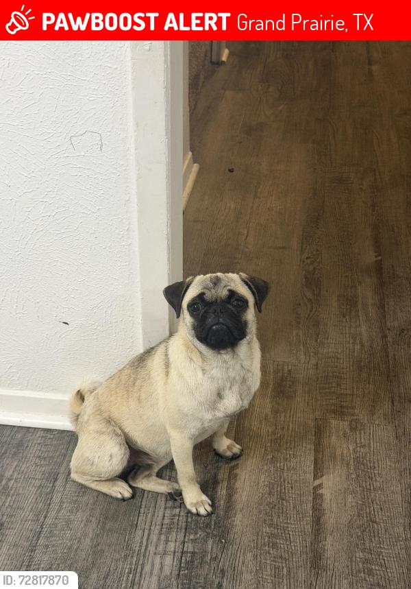 Lost Female Dog last seen top golf, bj’s, ikea, dollar general, , Grand Prairie, TX 75052