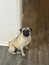Lost Female Dog last seen top golf, bj’s, ikea, dollar general, , Grand Prairie, TX 75052