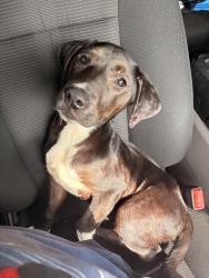Found/Stray Female Dog last seen Central and Crawford , Hot Springs, AR 71901