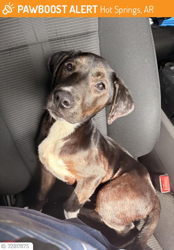 Found/Stray Female Dog last seen Central and Crawford , Hot Springs, AR 71901