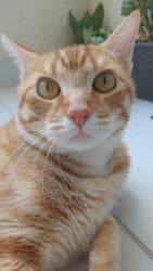 Lost Male Cat last seen Luiz Cezar leal, Parque dos Maias, Porto Alegre , Rubem Berta, RS 91170-140