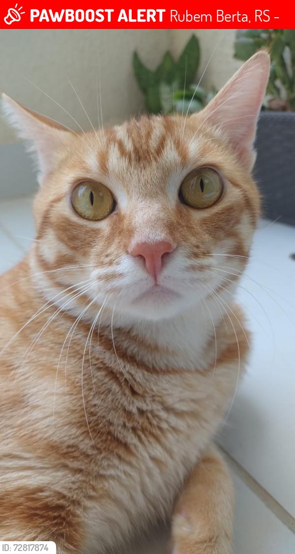 Lost Male Cat last seen Luiz Cezar leal, Parque dos Maias, Porto Alegre , Rubem Berta, RS 91170-140