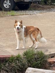Found/Stray Unknown Dog last seen Up the hill of Holmes Road, Searcy, AR 72143