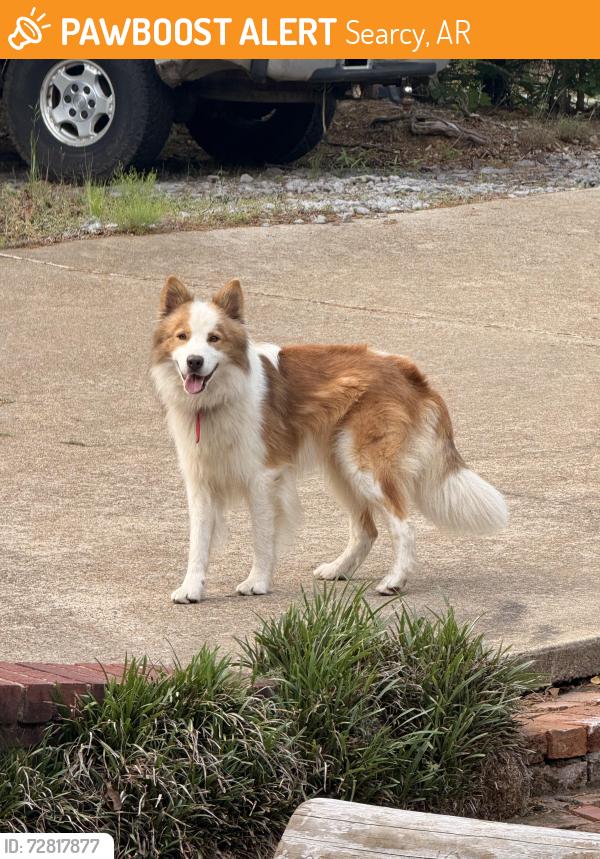 Found/Stray Unknown Dog last seen Up the hill of Holmes Road, Searcy, AR 72143