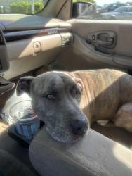Found/Stray Male Dog last seen N may Ave, Oklahoma City, OK 73112