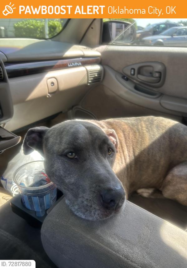 Found/Stray Male Dog last seen N may Ave, Oklahoma City, OK 73112