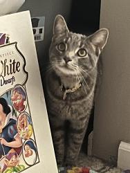 Lost Male Cat last seen Near Canberra Blvd/ 169th Westfield IN, Westfield, IN 46074