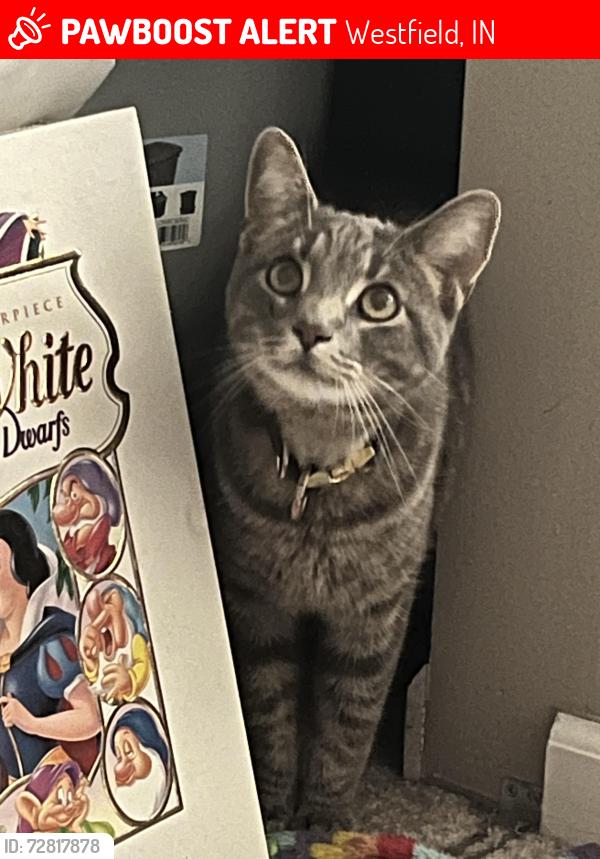 Lost Male Cat last seen Near Canberra Blvd/ 169th Westfield IN, Westfield, IN 46074