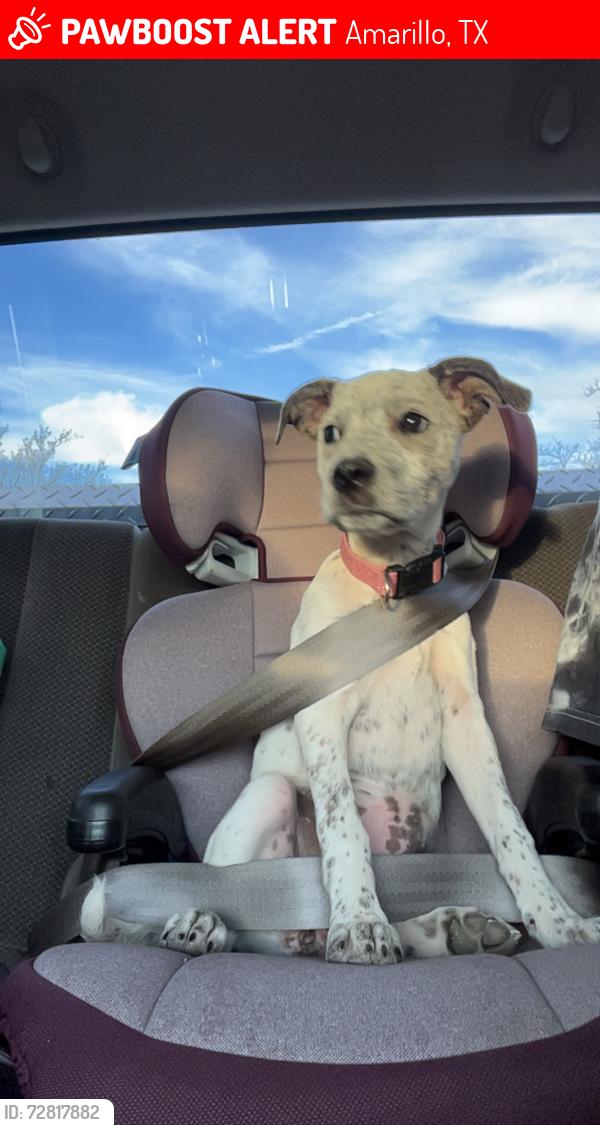 Lost Female Dog last seen Tri state fair grounds , Amarillo, TX 79104