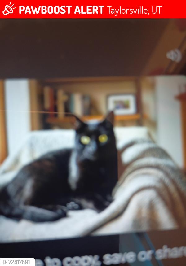 Lost Male Cat last seen Atherton park apmt , Taylorsville, UT 84123