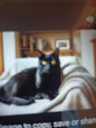 Lost Male Cat last seen Atherton park apmt , Taylorsville, UT 84123