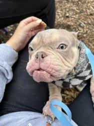 Shelter Stray Female Dog last seen UMD campus, Pratt St and MLK, 21230, MD, Baltimore, MD 21230