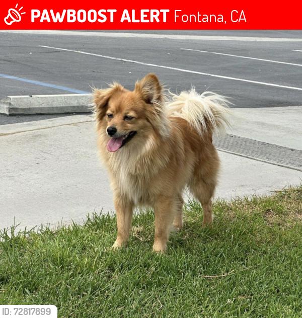 Lost Male Dog last seen Jack Bulik Park, Fontana, Fontana, CA 92335