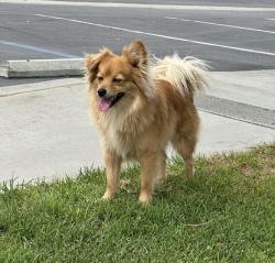 Lost Male Dog last seen Jack Bulik Park, Fontana, Fontana, CA 92335