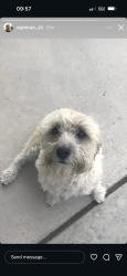 Lost Male Dog last seen Yarbrough, , El Paso, TX 79935