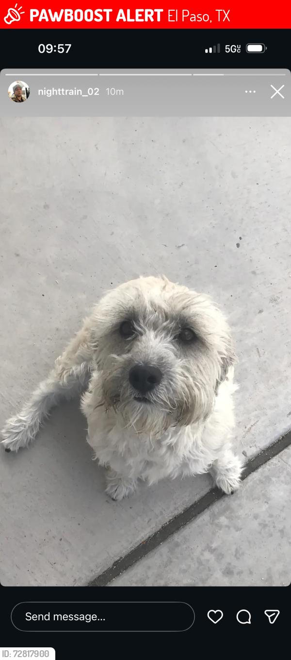 Lost Male Dog last seen Yarbrough, , El Paso, TX 79935