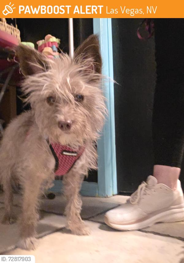 Found/Stray Female Dog last seen Cheyenne , Las Vegas, NV 89108
