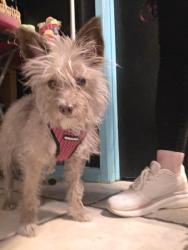 Found/Stray Female Dog last seen Cheyenne , Las Vegas, NV 89108