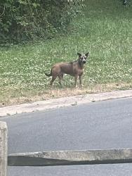 Found/Stray Female Dog last seen Hilliard drive , Charlotte, NC 28205
