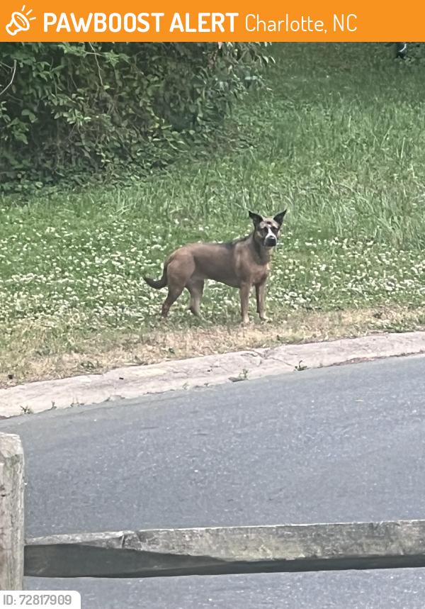 Found/Stray Female Dog last seen Hilliard drive , Charlotte, NC 28205