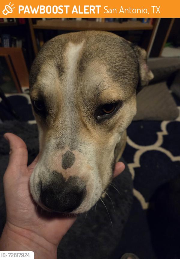 Found/Stray Male Dog last seen Tom Slick Dog Park off 151, San Antonio, TX 78227