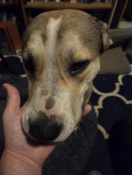 Found/Stray Male Dog last seen Tom Slick Dog Park off 151, San Antonio, TX 78227