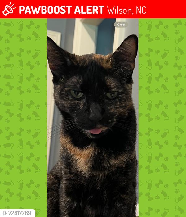 Lost Female Cat last seen St George and Glen Eagles Lane, Wilson, NC 27896